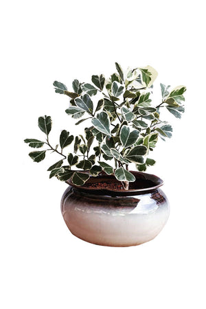 Ficus Triangularis variegata_Indoor Plants - Plantsworld.ae