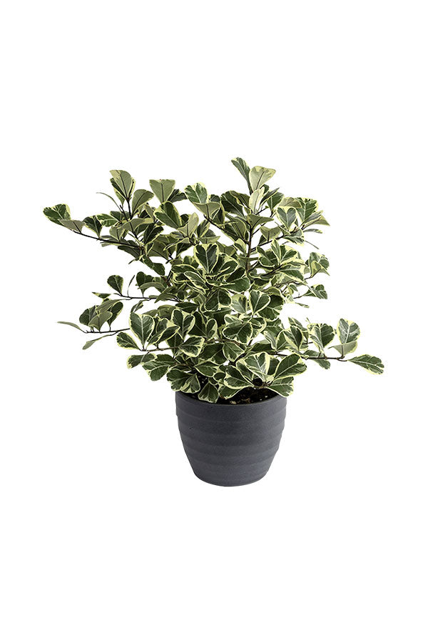 Ficus Triangularis variegata_Indoor Plants - Plantsworld.ae