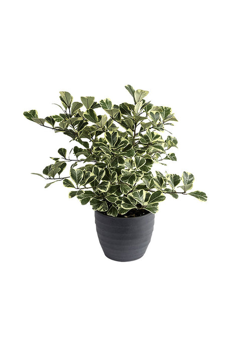 Ficus Triangularis variegata_Indoor Plants - Plantsworld.ae