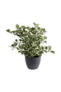 Ficus Triangularis variegata_Indoor Plants - Plantsworld.ae