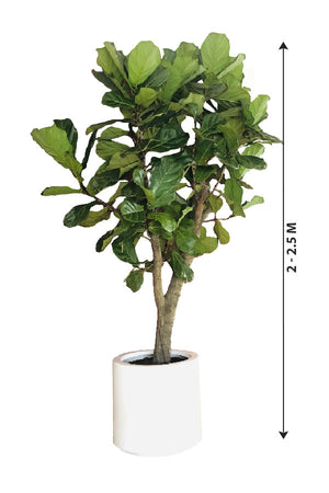 Fiddle Leaf Fig - Ficus Lyrata - Plantsworld.ae