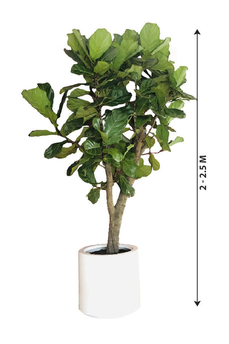 Fiddle Leaf Fig - Ficus Lyrata - Plantsworld.ae