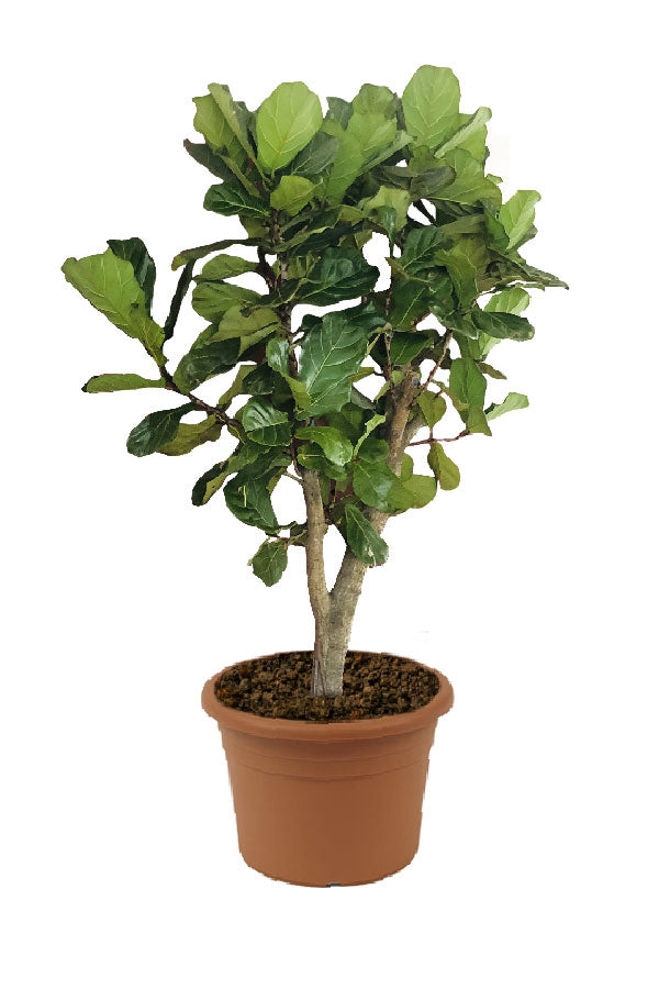 Fiddle Leaf Fig - Ficus Lyrata - Plantsworld.ae