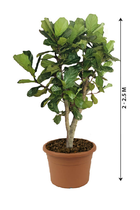 Fiddle Leaf Fig - Ficus Lyrata - Plantsworld.ae