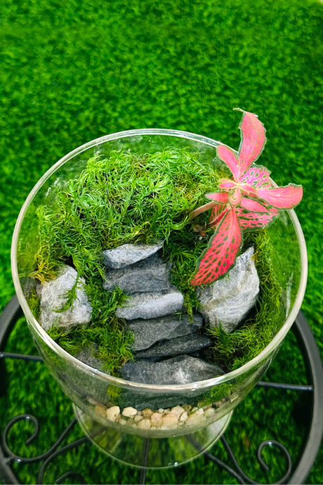 Fittonia Green Beauty Terrarium - Plantsworld.ae