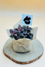 Women’s Day and Mother’s Day Fittonia plant with jute wrap