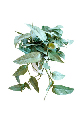 Cebu Blue -Epipremnum pinnatum - Plantsworld.ae