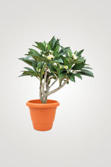 Charming Flowering Plants – Beautiful Blooms for Your Home & Garden - Plantsworld.ae