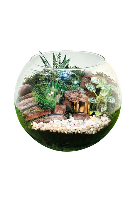 Fresh foliage terrariums with lush indoor plants in glass containers - Plantsworld.ae
