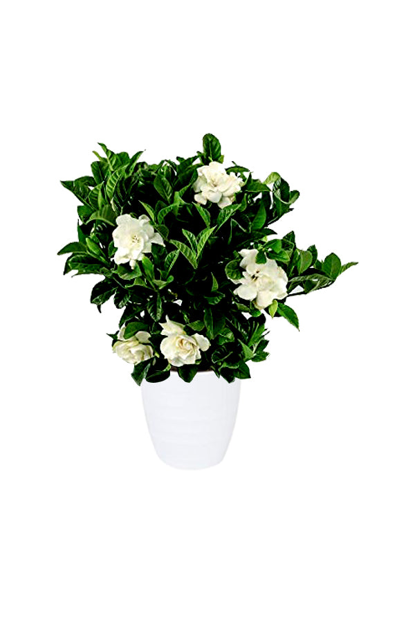 Gardenia  - Cape Jasmine-Outdoor flowering plant - Plantsworld.ae