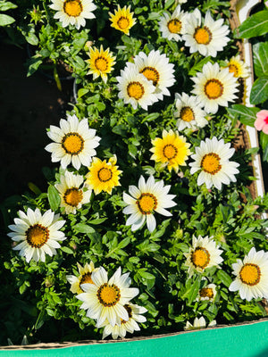Gazania - Gazania Rigens - Plantsworld.ae