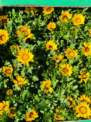 Gazania - Gazania Rigens - Plantsworld.ae