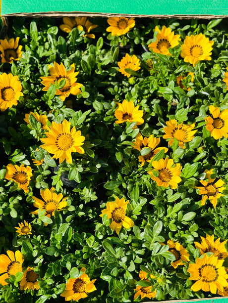 Gazania - Gazania Rigens - Plantsworld.ae