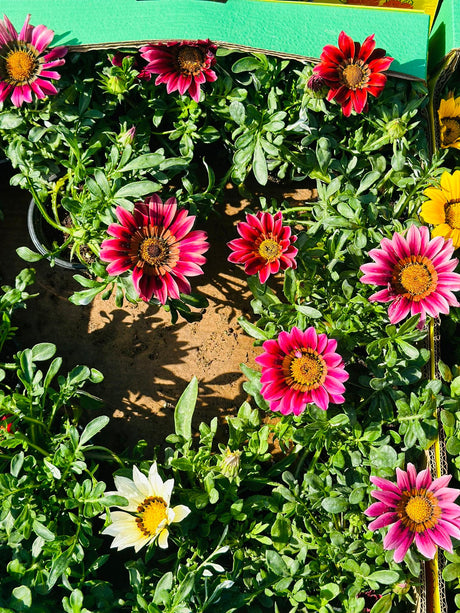 Gazania - Gazania Rigens - Plantsworld.ae