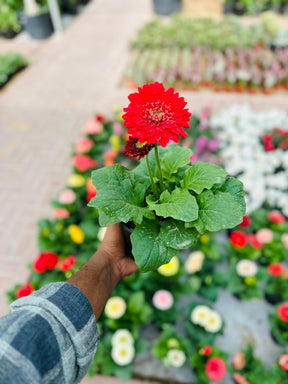 Gerbera Daisy - Transvaal daisy - Plantsworld.ae
