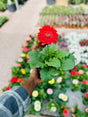 Gerbera Daisy - Transvaal daisy - Plantsworld.ae