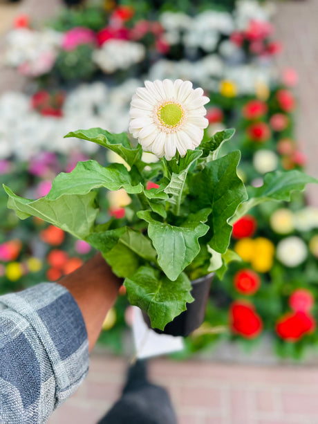 Gerbera Daisy - Transvaal daisy - Plantsworld.ae