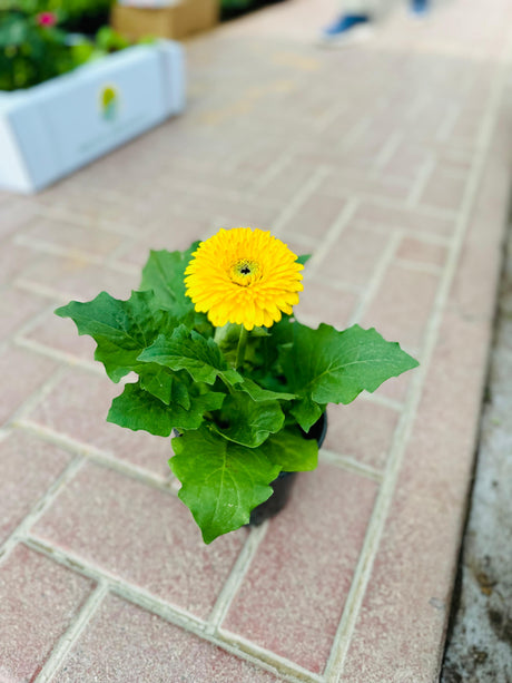 Gerbera Daisy - Transvaal daisy - Plantsworld.ae