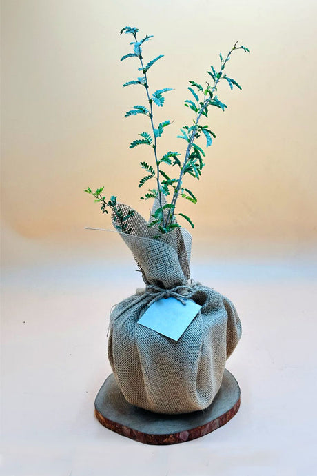 Ghaf – National Tree of UAE – Jute Wrap - Plantsworld.ae