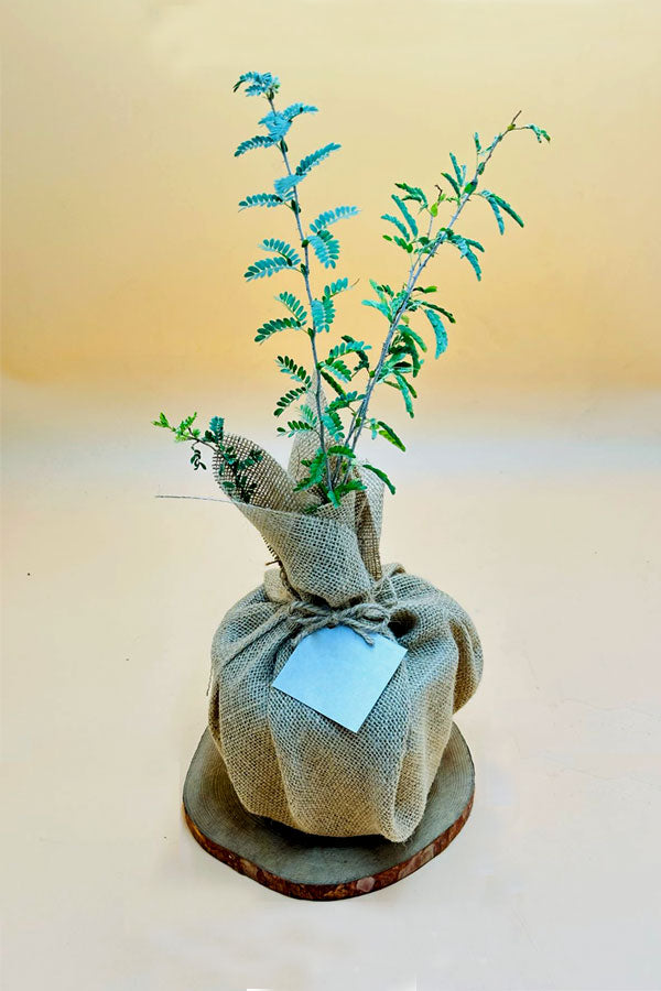 Potted Ghaf Tree wrapped in jute – symbolic national tree of UAE available at PlantsWorld.ae


