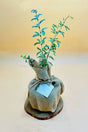Potted Ghaf Tree wrapped in jute – symbolic national tree of UAE available at PlantsWorld.ae

