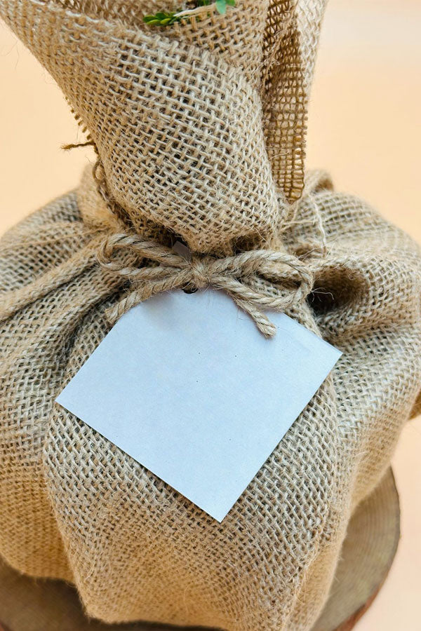 Ghaf – National Tree of UAE – Jute Wrap - Plantsworld.ae