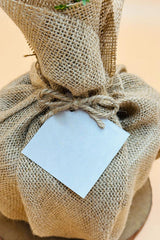 Ghaf – National Tree of UAE – Jute Wrap - Plantsworld.ae