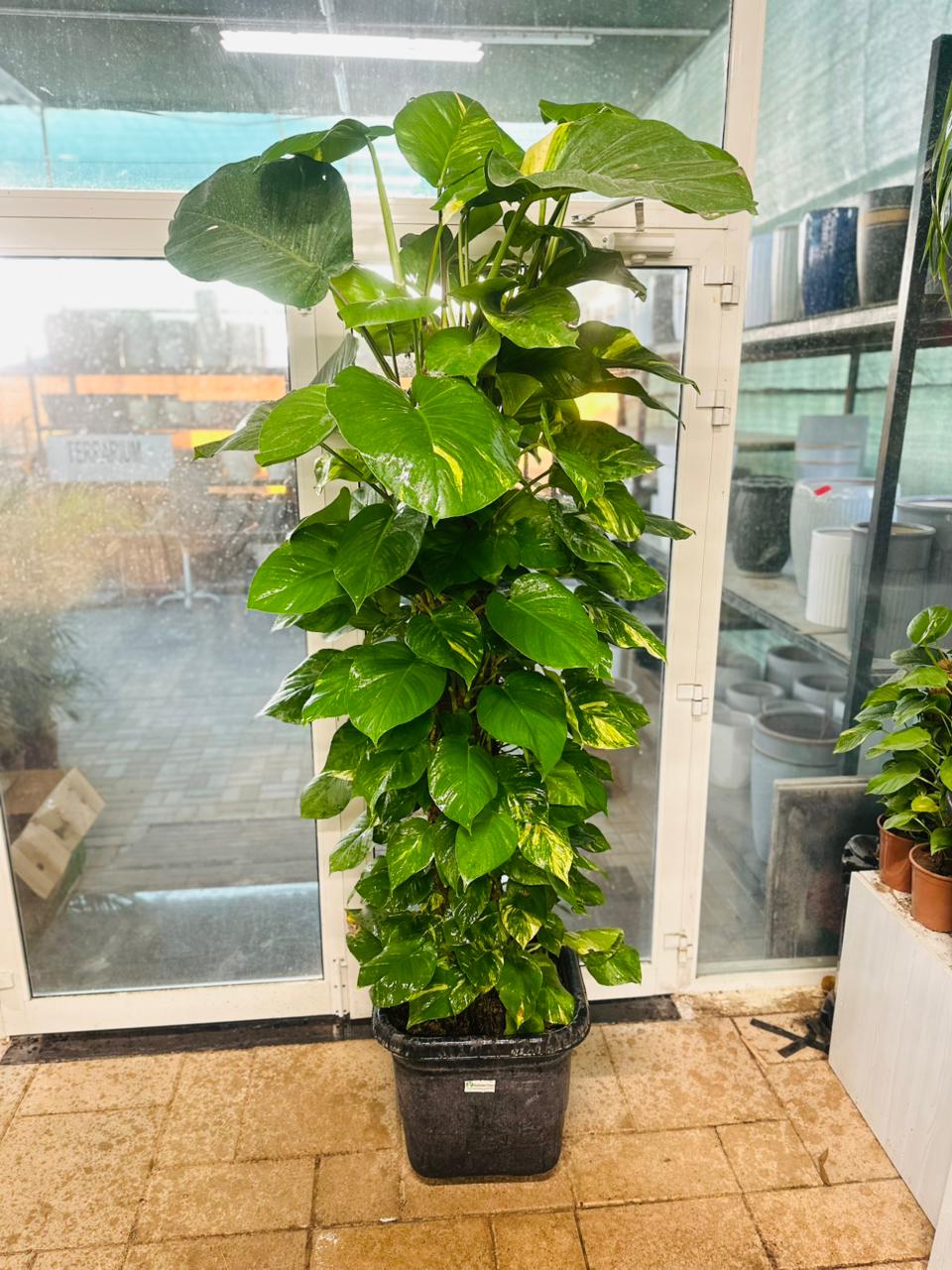 Giant Pothos - Epipremnum Aureum - Plantsworld.ae