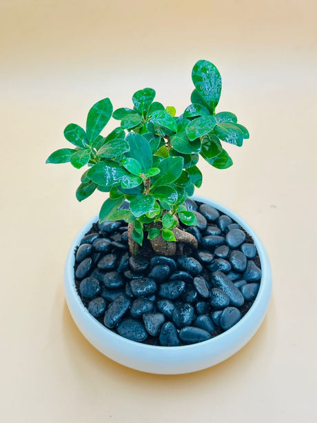 Ginseng Bonsai - Ficus Retusa - Plantsworld.ae