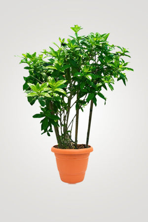 Creeping Flowering Plants - Plantsworld.ae