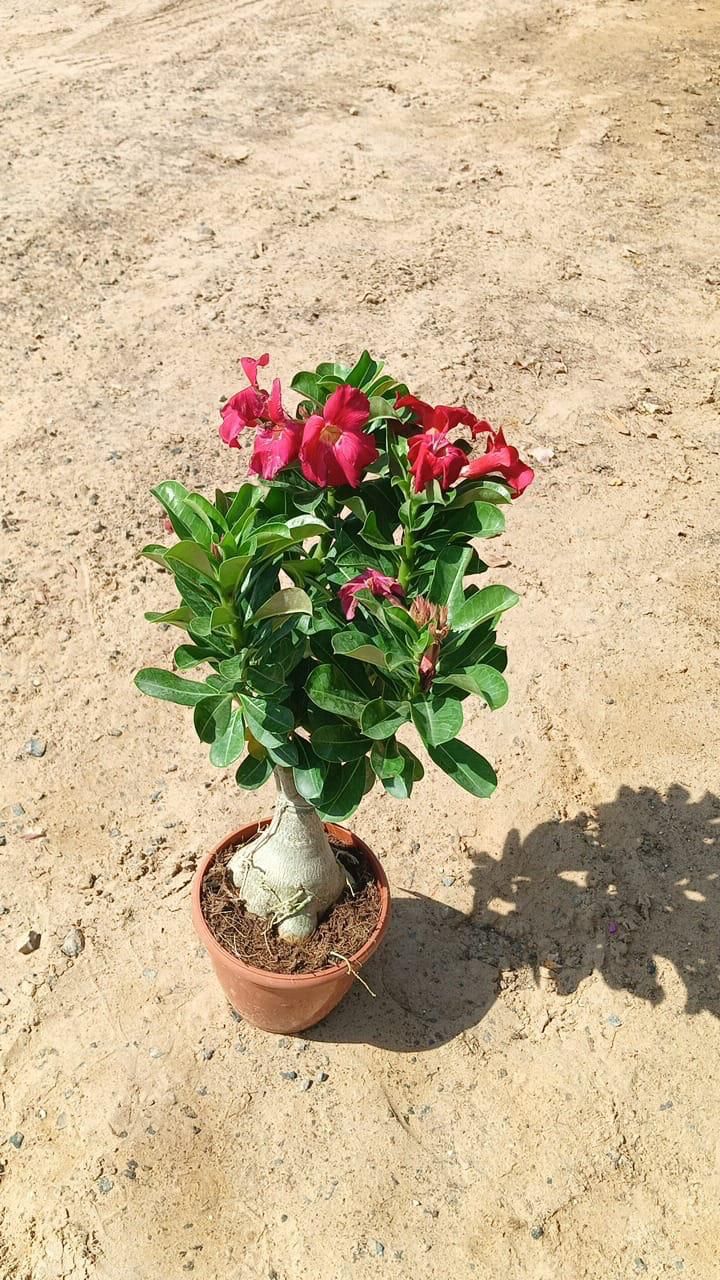 Grafted Desert Rose - Adenium Obesum - Outdoor Flowering Plant