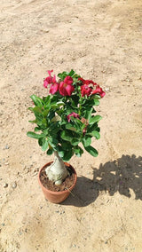 Grafted Desert Rose - Adenium Obesum - Outdoor Flowering Plant