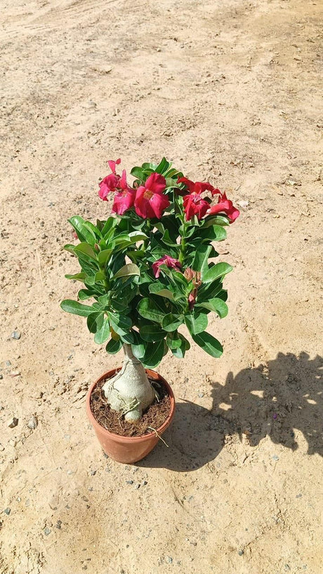 Grafted Desert Rose - Adenium Obesum - Outdoor Flowering Plant