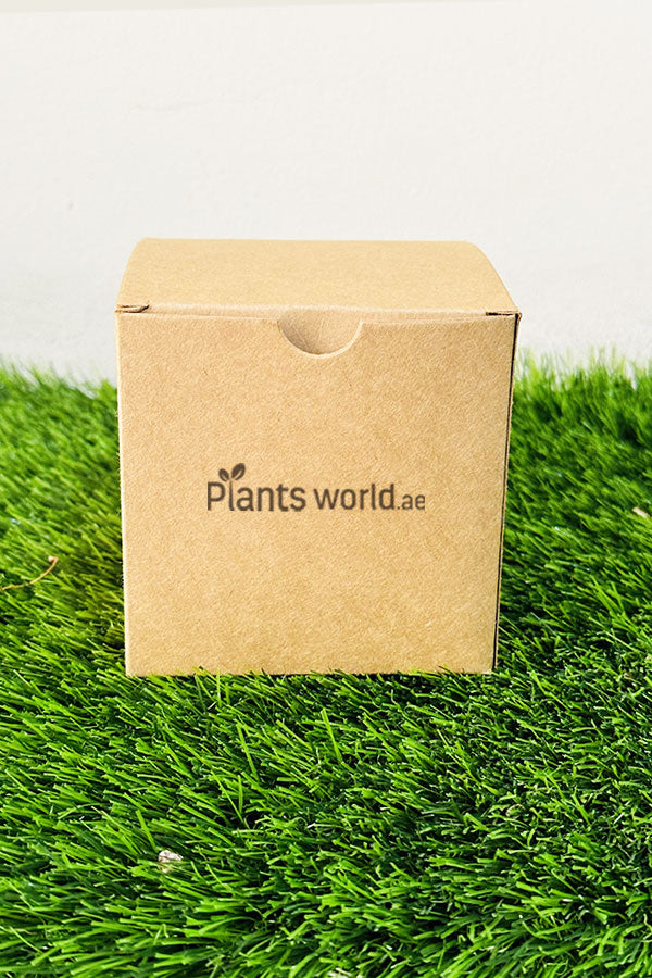 Microgreen Grow Kit - Plantsworld.ae