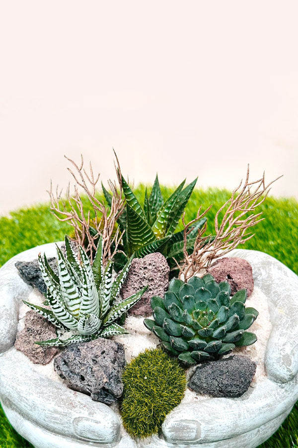 Succulent Arrangement - Mixed Species - Plantsworld.ae