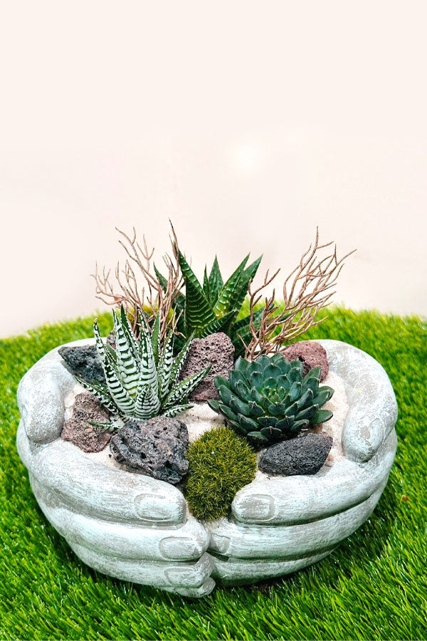 Succulent Arrangement - Mixed Species - Plantsworld.ae