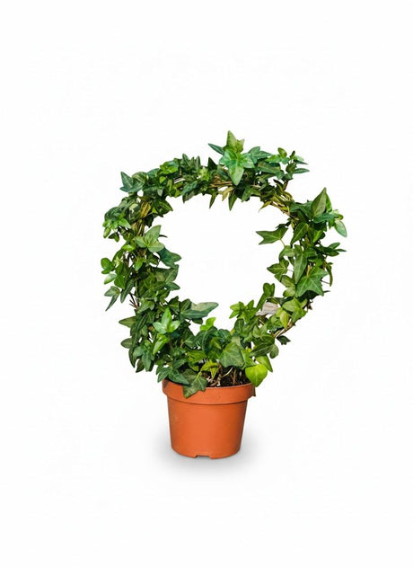 Green climbing ivy indoor plant