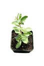 Henna Plant - Lawsonia Inermis - Mehandi Outdoor Plant with Aromatic Green Leaves