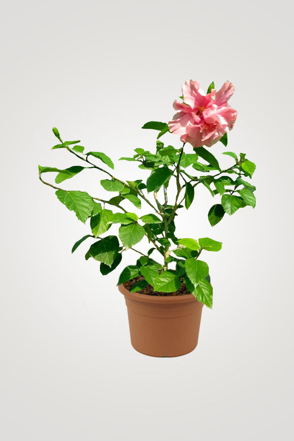 Flowering Plant Collection - Mixed Species - Plantsworld.ae