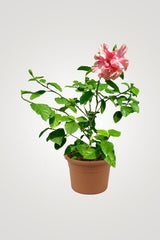 Dazzling Flowering Plants – Bright, Colorful Blooms for Home & Garden - Plantsworld.ae