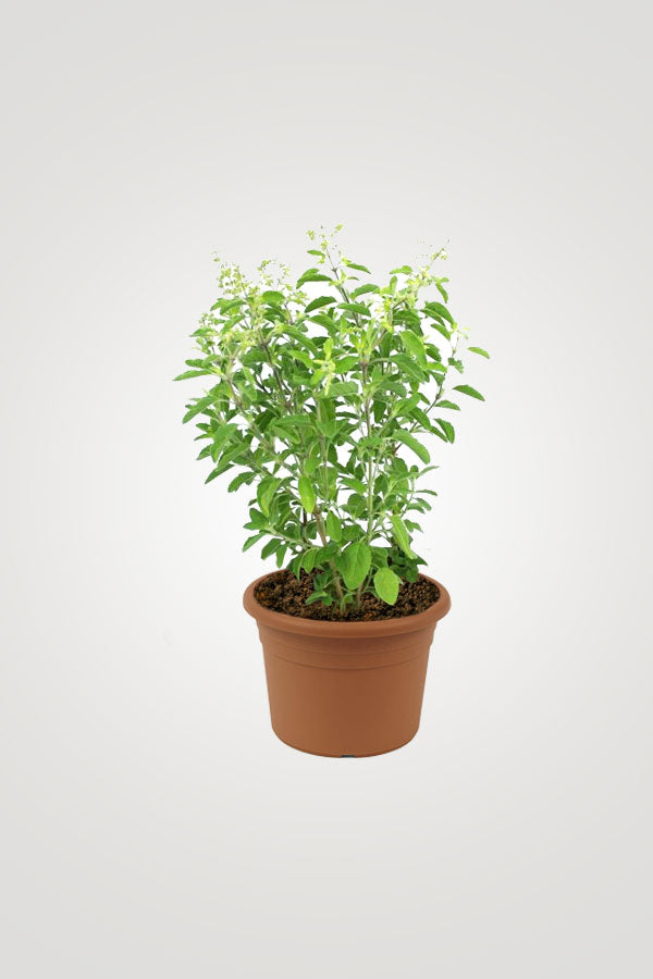 Balcony Blossom – Beautiful Flowering Plants - Plantsworld.ae