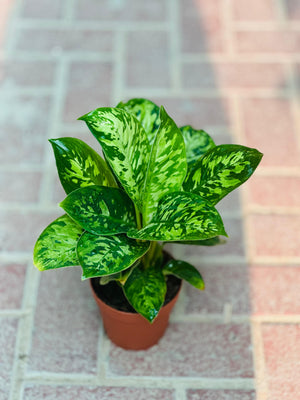 Homalomena 'Camouflage - Plantsworld.ae