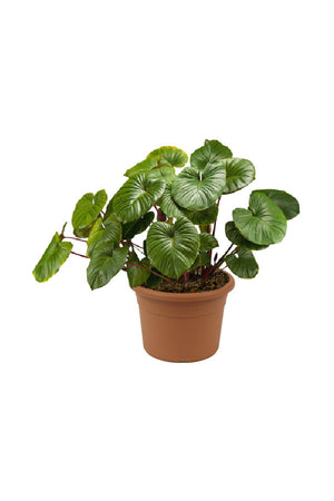 Maggy Homalomena - Homalomena Rubescens 'Maggy' - Plantsworld.ae