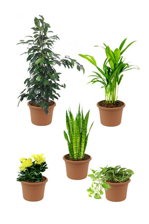 Home Plant Combo - Set of 5 - Plantsworld.ae