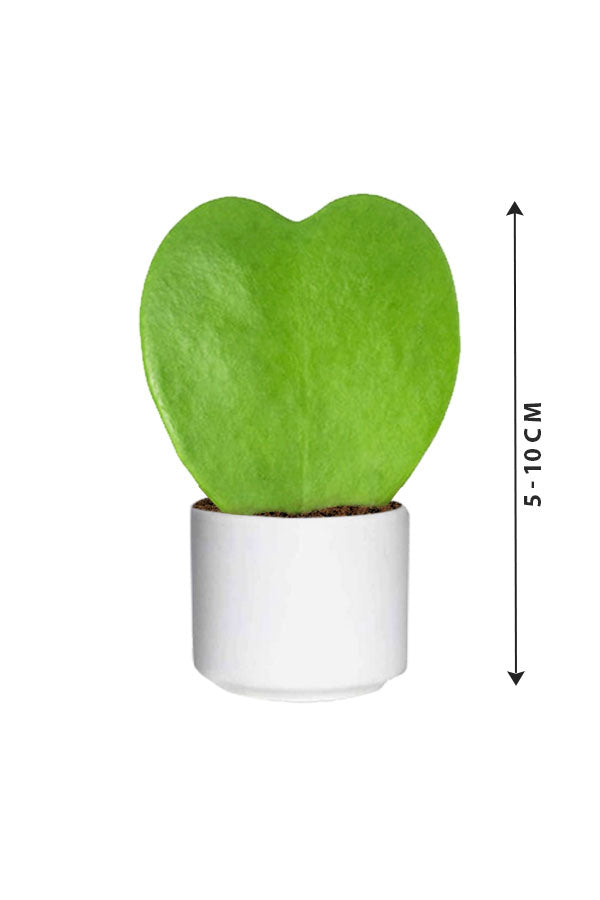 Hoya Kerrii - Valentine Plants - Plantsworld.ae