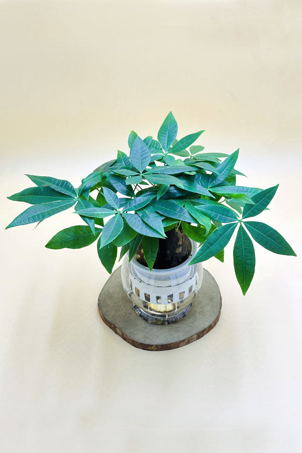 Pachira Small - Mini Money Tree-Water Plants - Plantsworld.ae