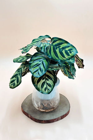 Calathea Peacock Prayer Plant – bold patterned water plant for indoor décor UAE

