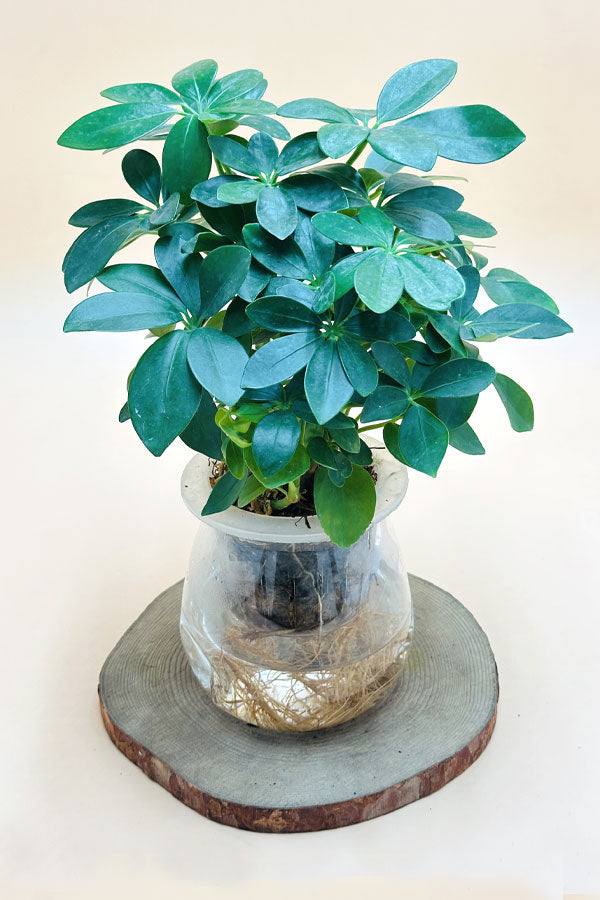 Schefflera Arboricola – Indoor Water Plant - Plantsworld.ae