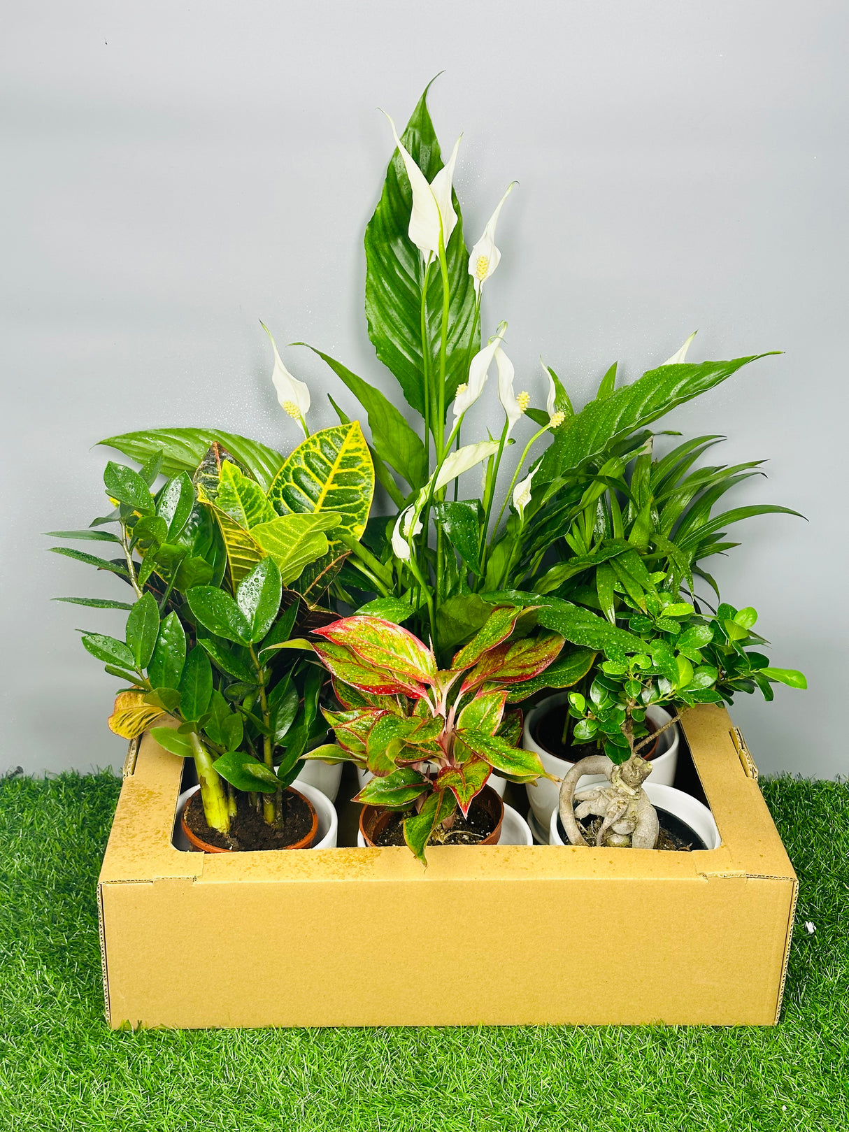 Monthly Plant Box - Plantsworld.ae