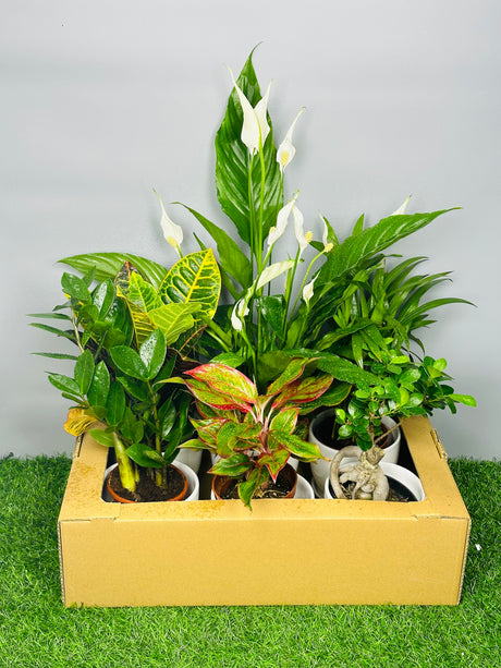 Monthly Plant Box - Plantsworld.ae